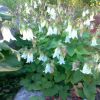 Campanula Alliarifolia